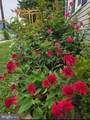 403 Chestnut Street - Photo 46