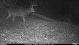 81.5 Acres Hopkins Gap Rd - Photo 19