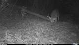 81.5 Acres Hopkins Gap Rd - Photo 20