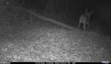 81.5 Acres Hopkins Gap Rd - Photo 21