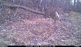 81.5 Acres Hopkins Gap Rd - Photo 22