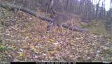 81.5 Acres Hopkins Gap Rd - Photo 23
