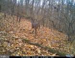 81.5 Acres Hopkins Gap Rd - Photo 26