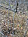 81.5 Acres Hopkins Gap Rd - Photo 35