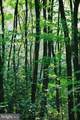 0 National Forest Access Road - Photo 1