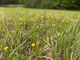 Lot 1 Crested Mountain Lane - Photo 11