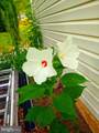 124 Harrison Circle - Photo 94