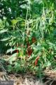 1997 Barley Road - Photo 66