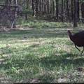  Jordan Hollow Rd - Photo 23