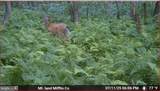 00 Carlisle Gap Road - Photo 40