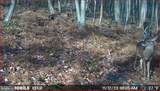 00 Carlisle Gap Road - Photo 48