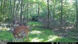 TRACT 1: 56+/- ACRES At 9611 Circle Drive - Photo 44