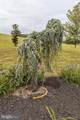 39020 Sonnie Way - Photo 36
