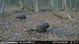 00 Carlisle Gap Road - Photo 35