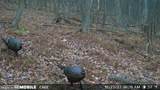 00 Carlisle Gap Road - Photo 37