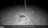 Lot 35 Maverick Trail - Photo 11