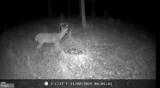 Lot 35 Maverick Trail - Photo 8