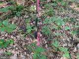 Lot 1 Carters Run - Photo 16