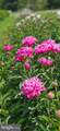 10770 Rich Neck Road - Photo 76