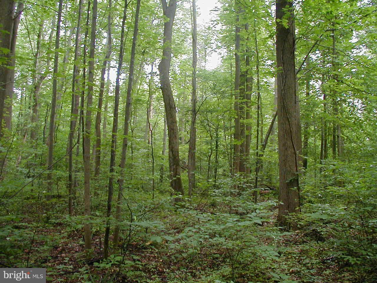 Candy Hill Road - Photo 1