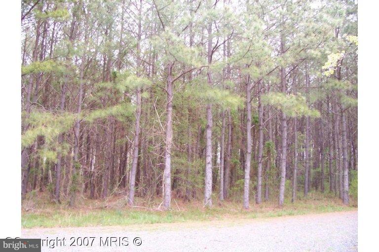 29196 BUCK RUB RD. Road - Photo 1