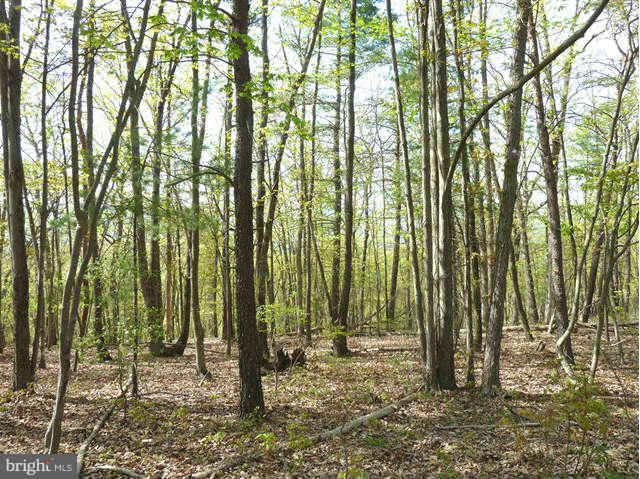 0 Supinlick Ridge Road - Photo 1