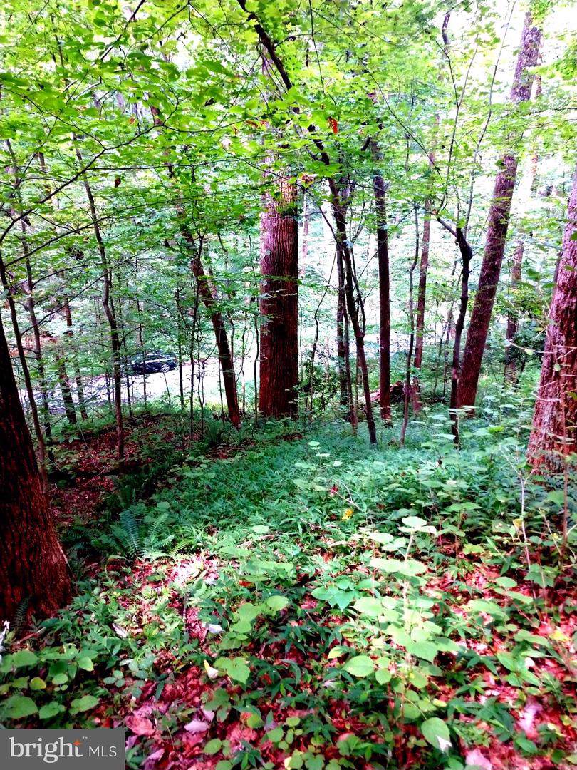Powells Run Road - Photo 1