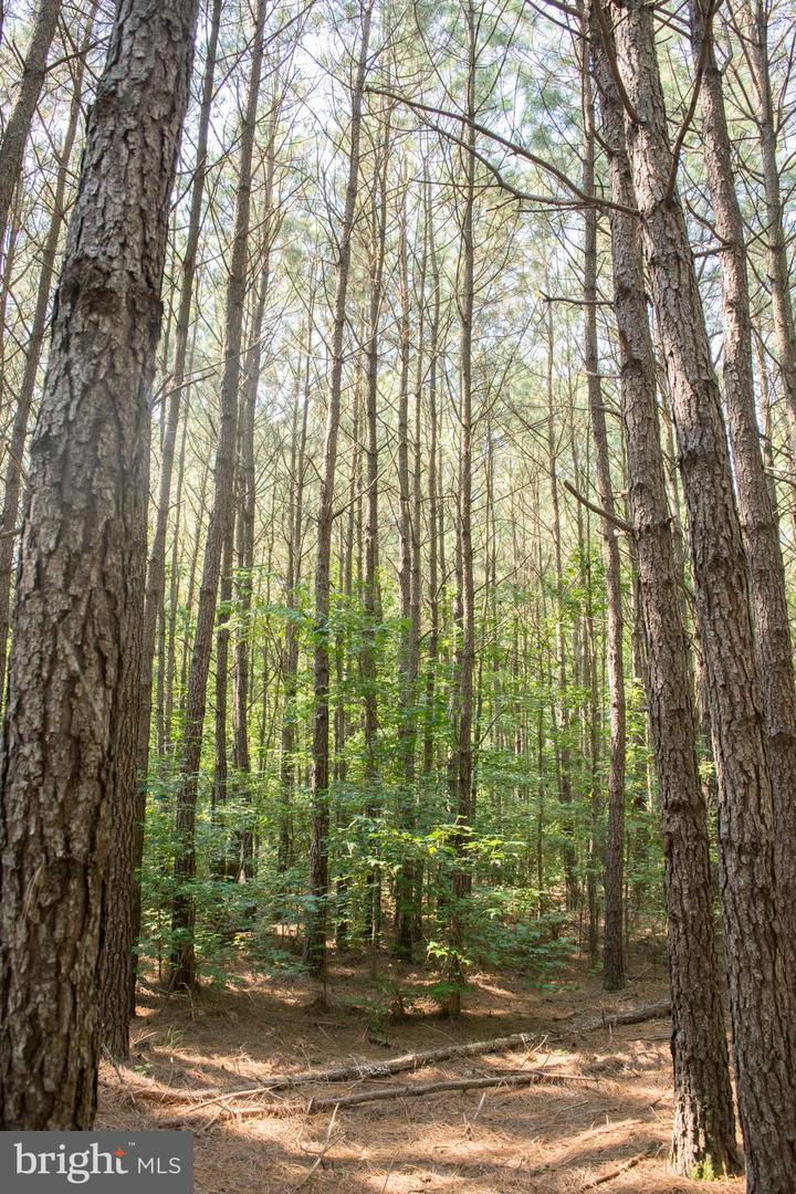 Parcel 45 Lovers Lane - Photo 1