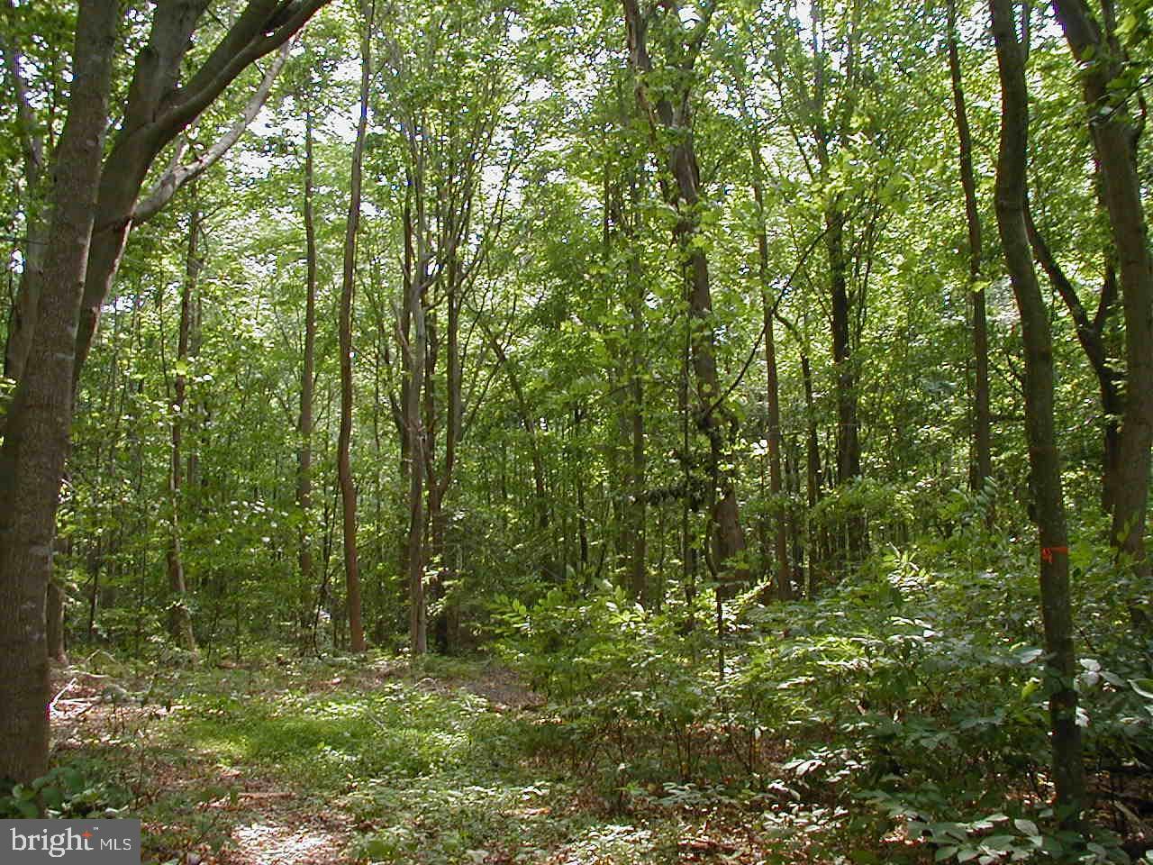 Parcel 47 Candy Hill Road - Photo 1