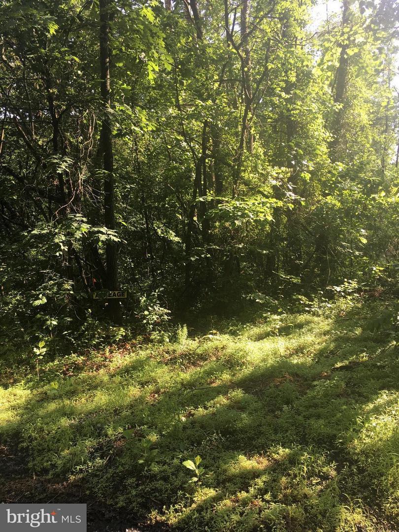 Whispering Pine Lane - Photo 1