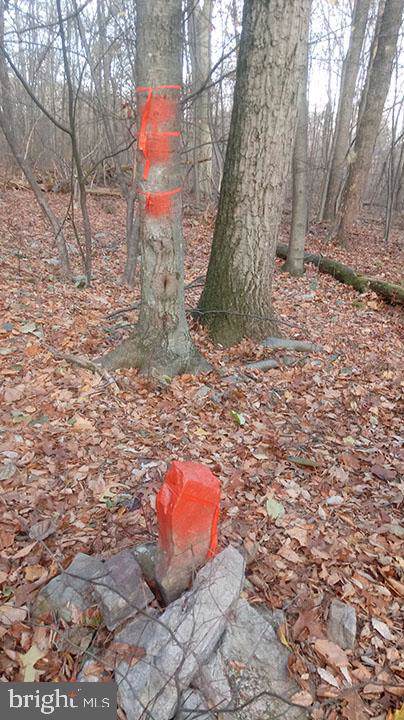Off N Mountain (7 Acres) Road - Photo 1