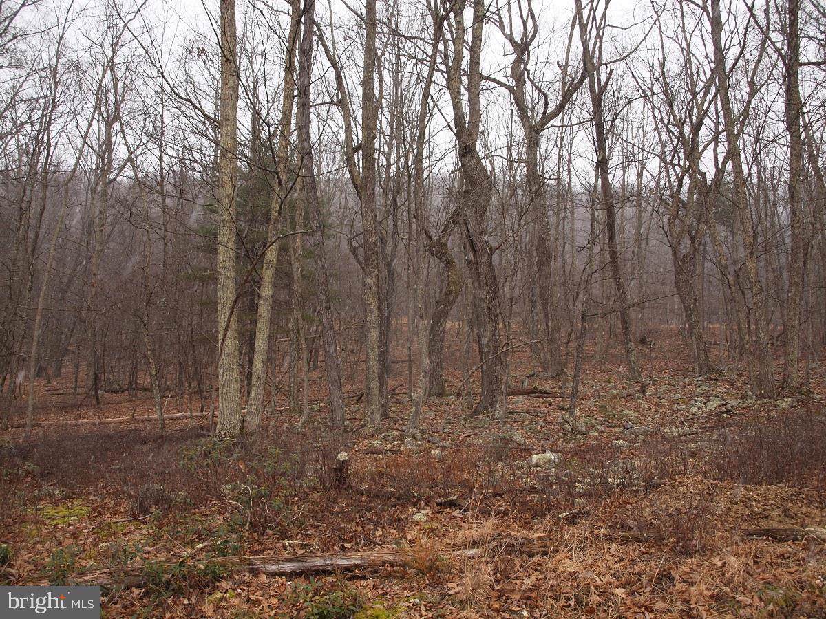 Lot 5 Buffalo Mountain Vistas - Photo 1
