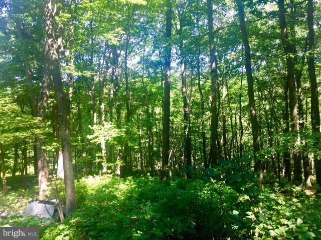 Lot 5 I Wardensville Pike - Photo 1