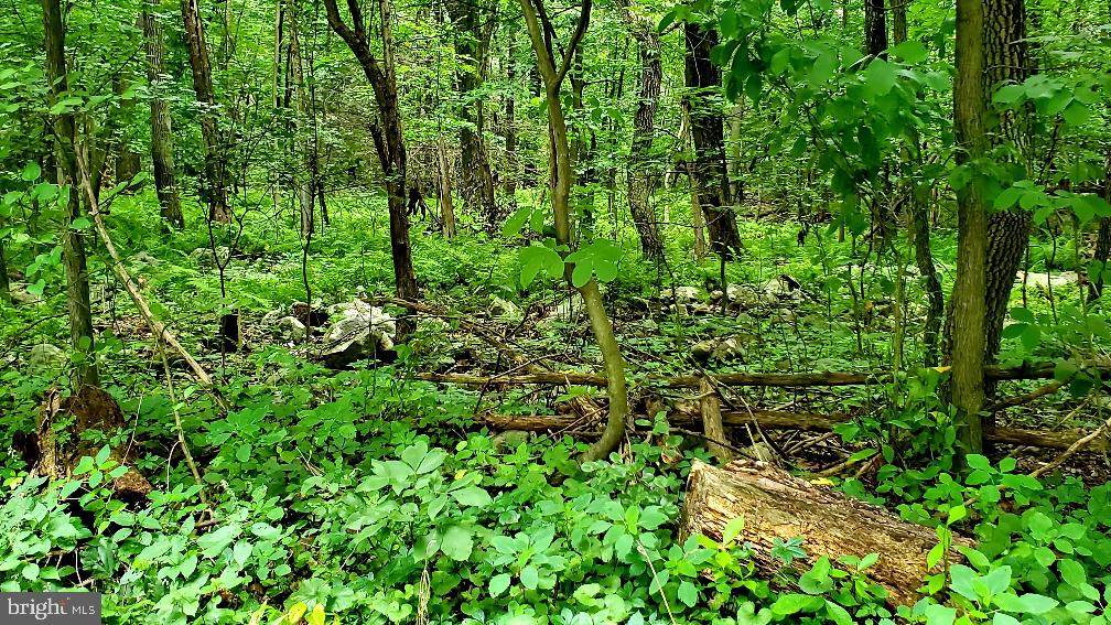 Lot 3 Bloody Spring Road - Photo 1