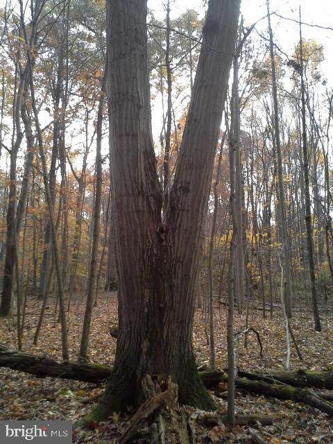 648, 650, 658 Doghouse Road - Photo 1