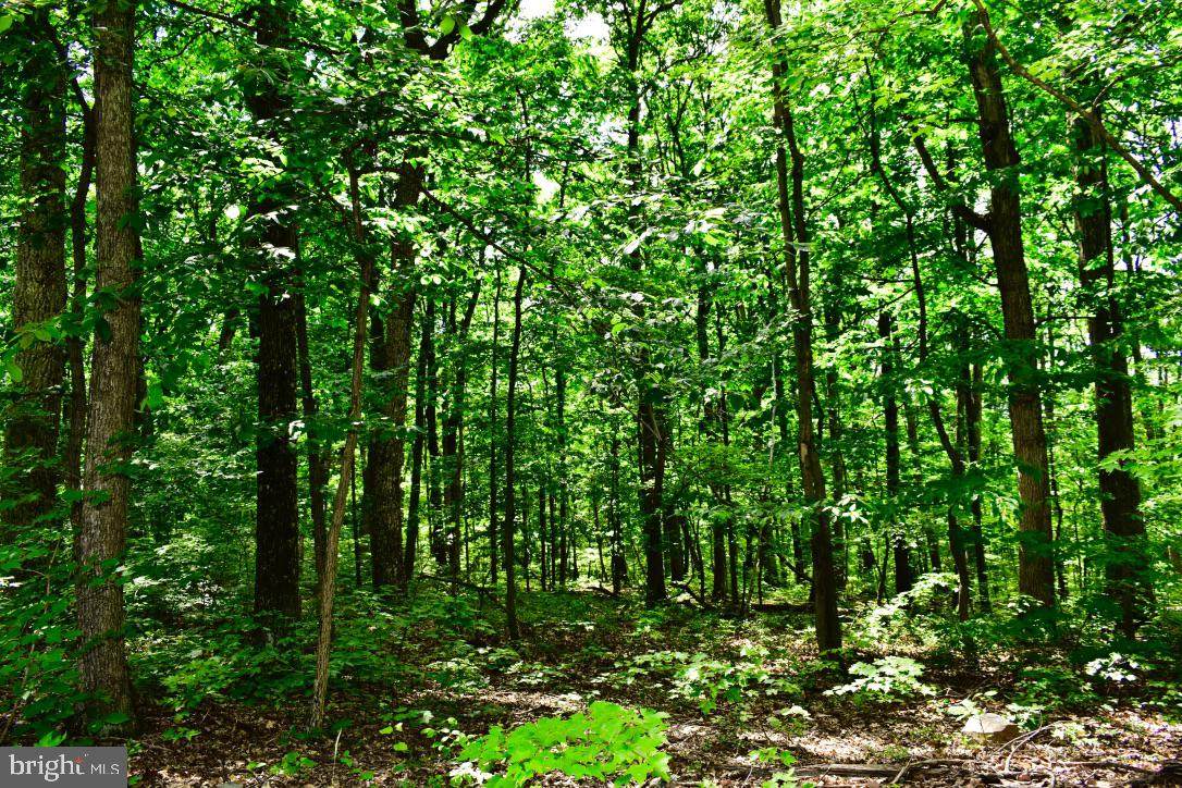 Lot 3 Smokey Shire Ln - Photo 1