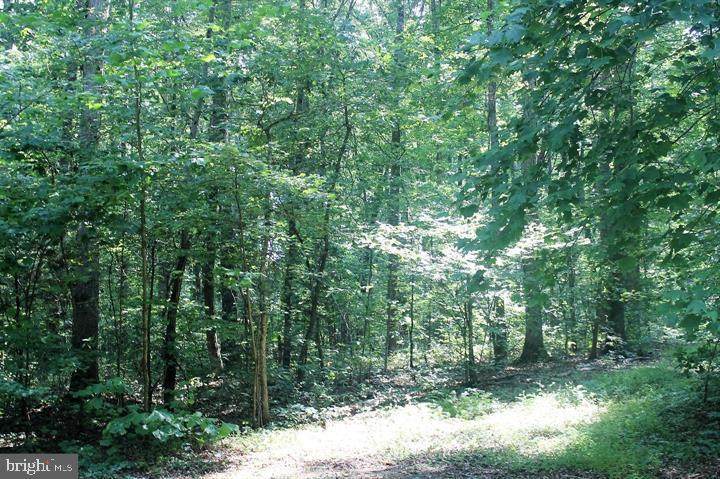 Morel Way - Photo 1