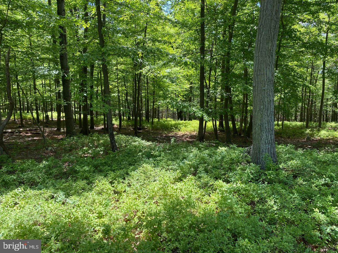 LOT 230 Doman Ridge Road - Photo 1