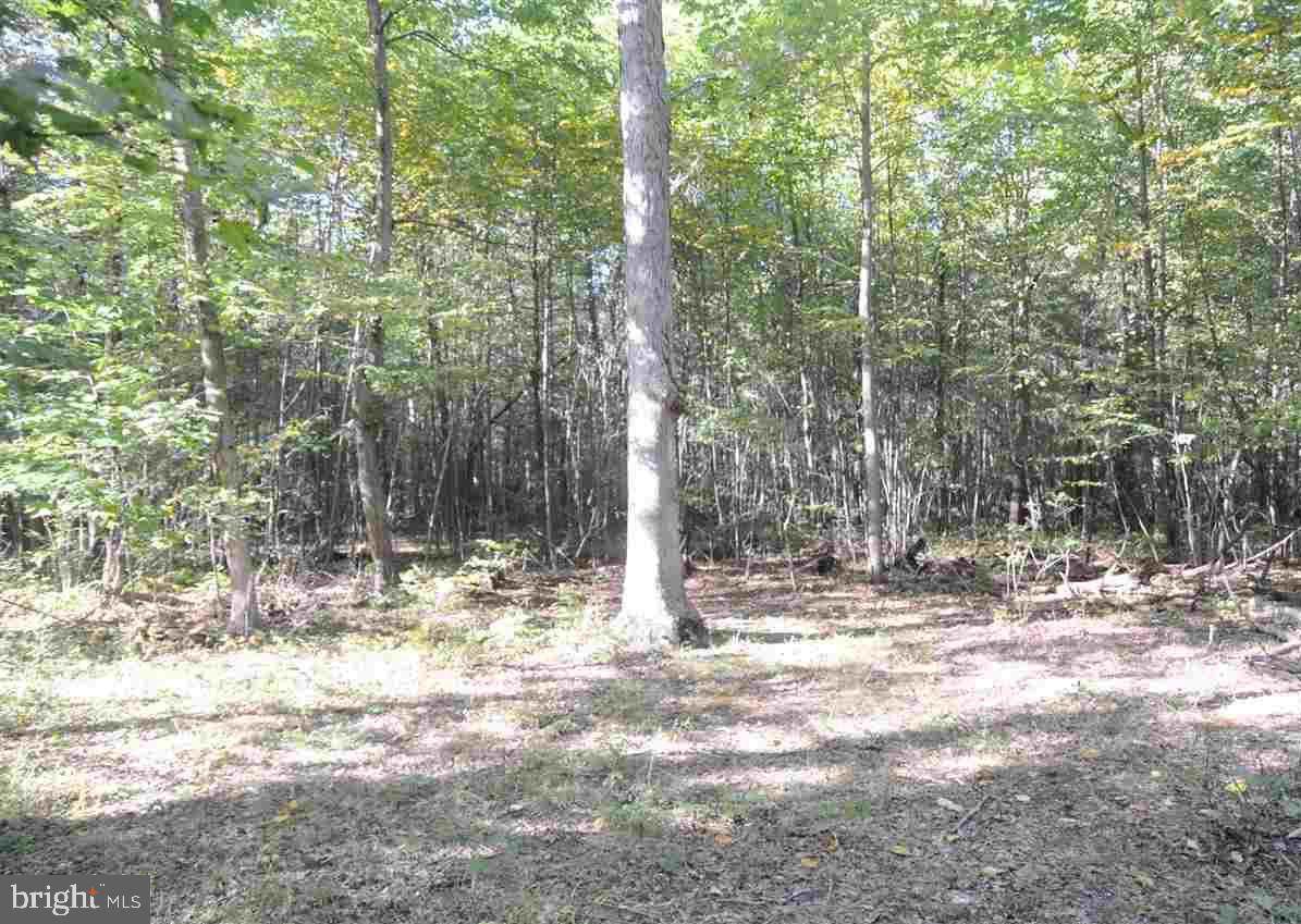 Whitson Rd Whitson Road - Photo 1