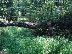 53.5 AC Off Timber Ridge Rd - Photo 1