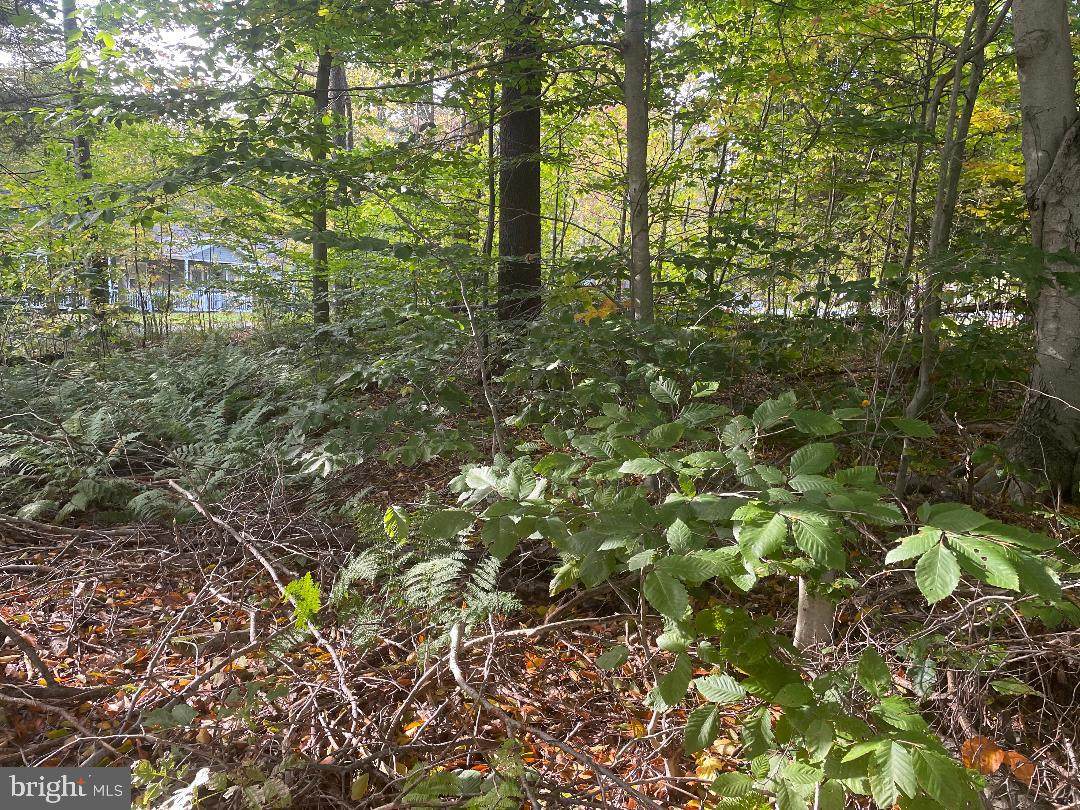 Scarlet Cardinal Lane - Photo 1
