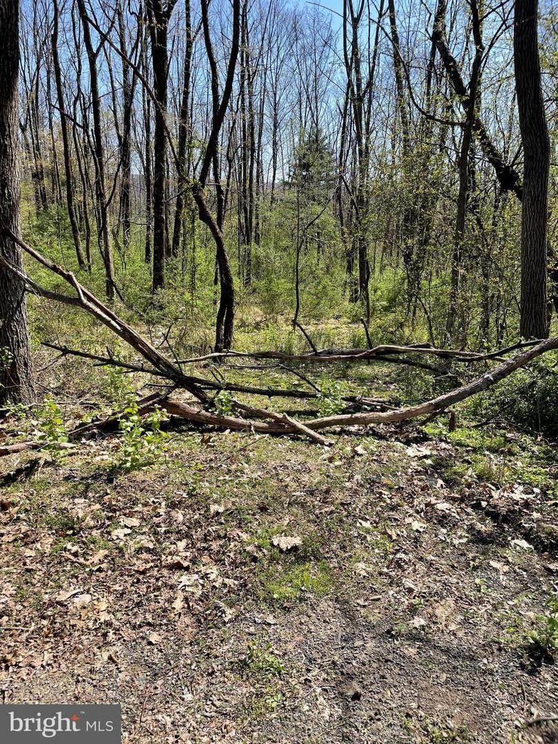 0 Bear Creek Road - Photo 1