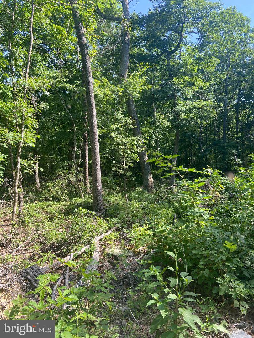 LOT 13D Buck Run Lane Lane - Photo 1