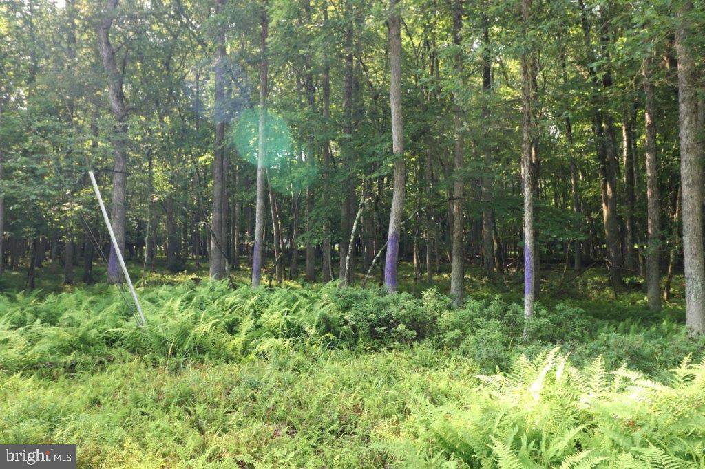 0 Towamensing Trail - Photo 1