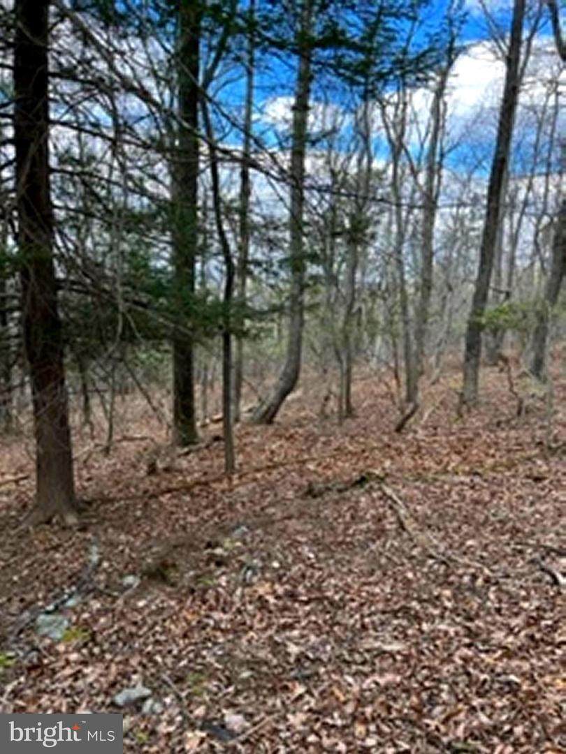 LOT #2 (33.16 ACRES) Dillions Estates Road - Photo 1