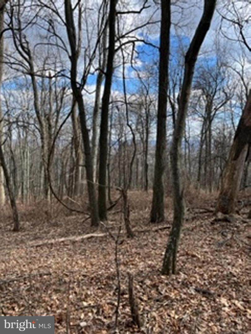 LOT #1 (7.34 ACRES) Dillions Estates Road - Photo 1