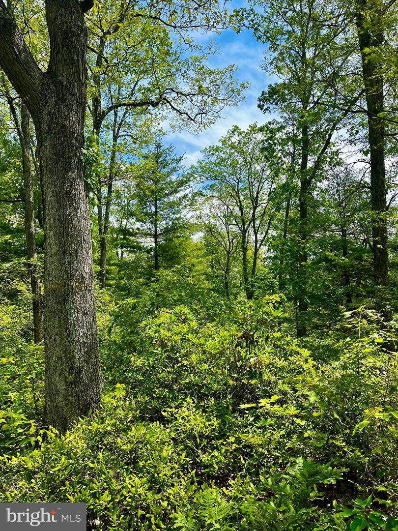 4 Beech Creek Mountain Rd - Photo 1