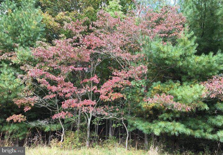 Brice Hollow Road - Photo 1