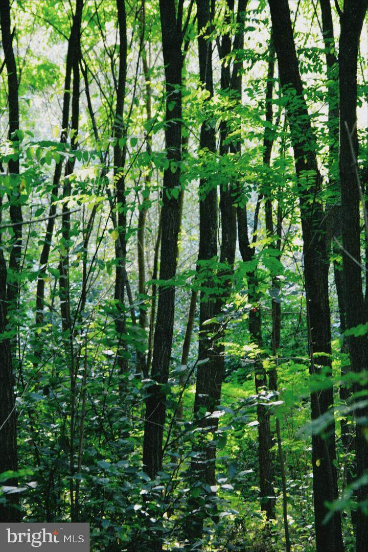 0 National Forest Access Road - Photo 1