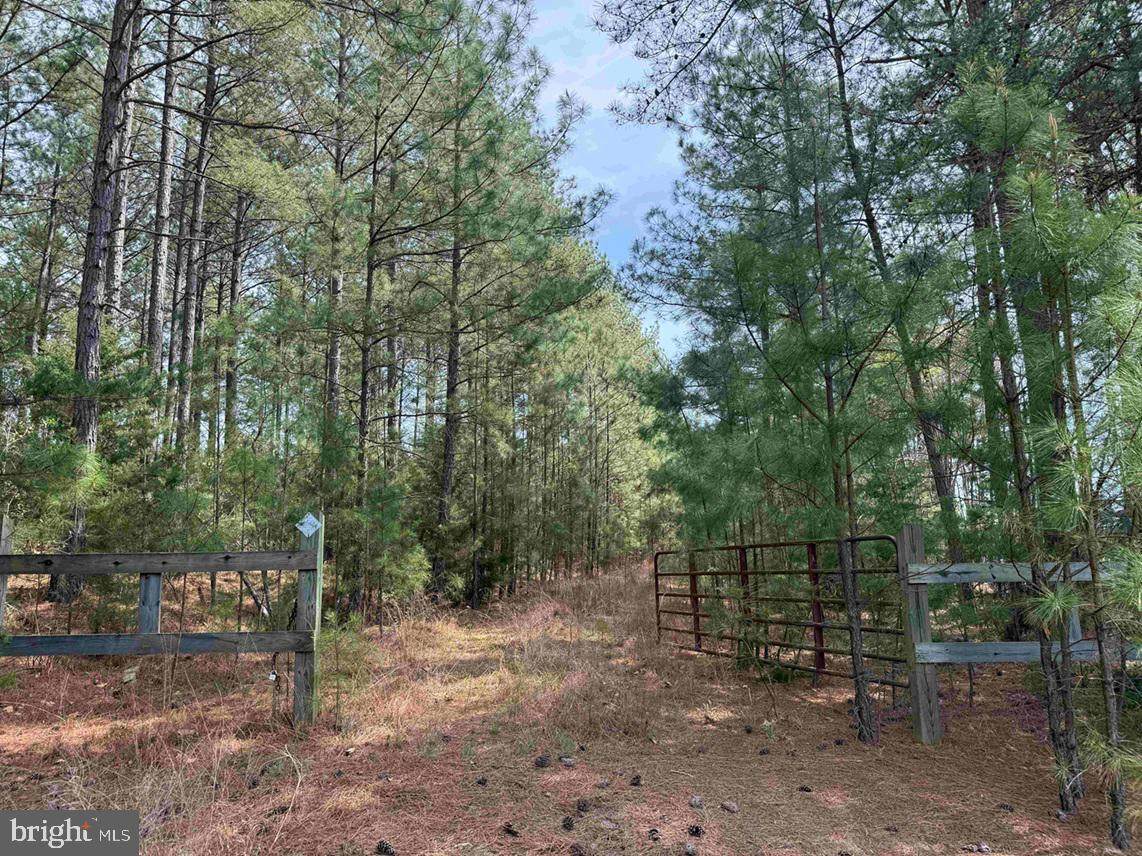  Bearskin Road (Tract: Reynolds A-1) - Photo 1